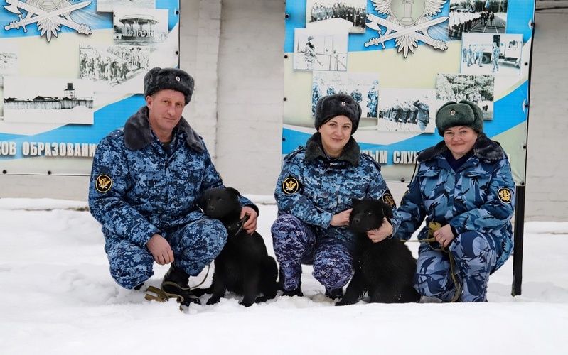 Сотрудники мордовских колоний получили щенков немецкой овчарки для служебной работы