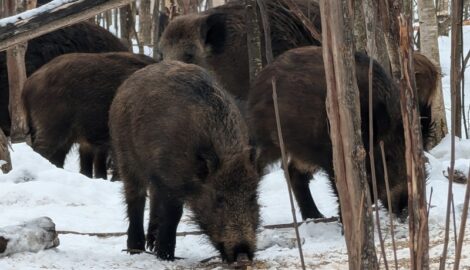 Лесные гурманы: кабаны пришли на "обед" к зубрам в Мордовском заповеднике