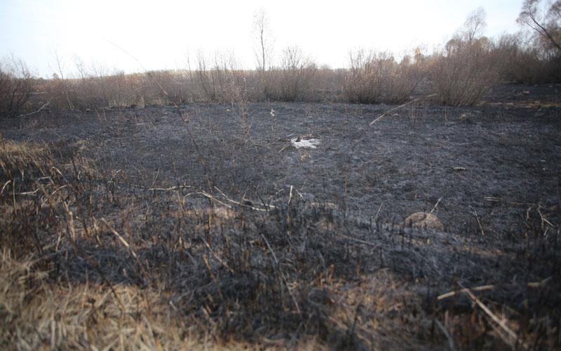 В Мордовии зафиксированы первые случаи возгорания сухой травы: опасность весенних палов
