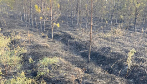 Мордовия в огне: пожарные борются с учащающимися случаями возгорания сухой травы