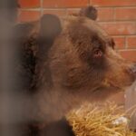 Новый запрет для любителей экзотики: каких животных больше нельзя держать дома в России?