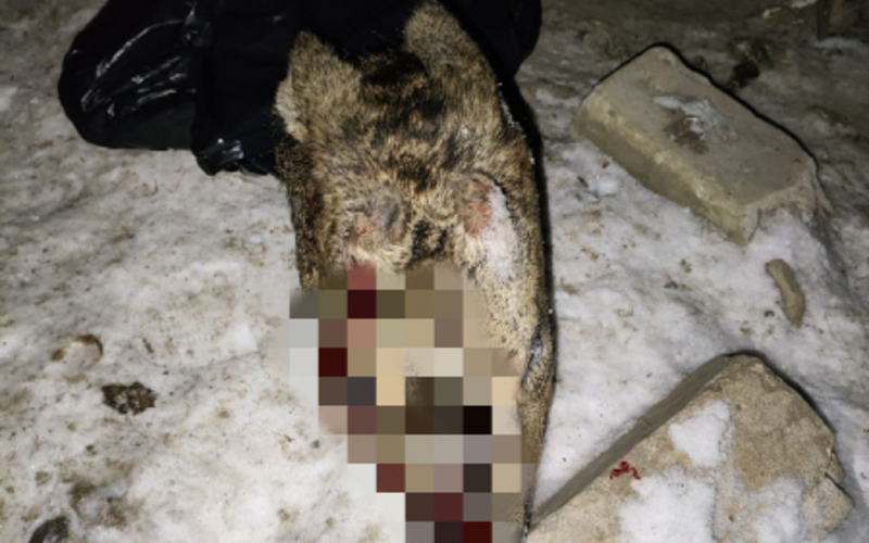 Суровый приговор: Браконьер из Мордовии поплатился за убийство краснокнижной косули