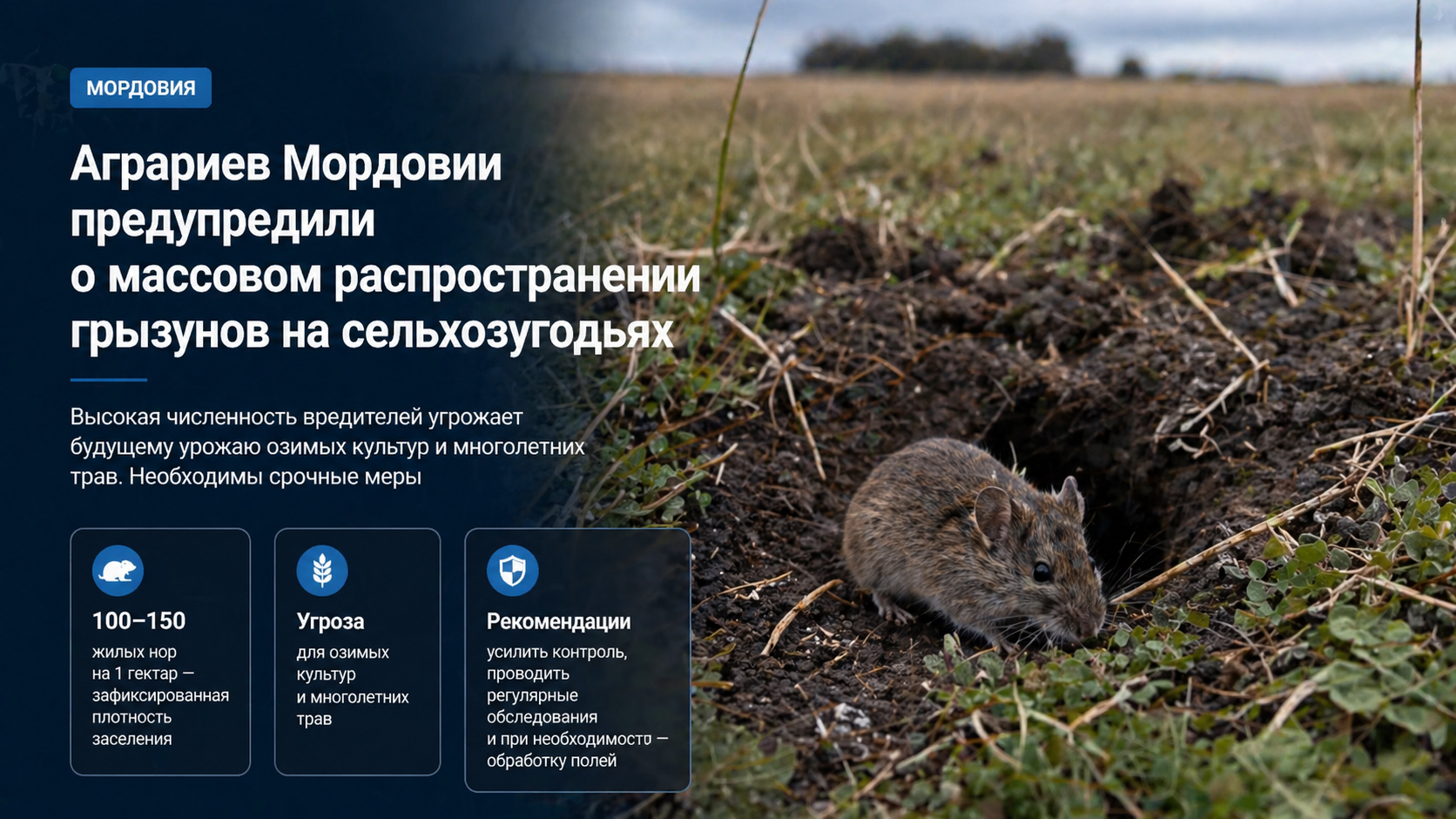Аграриев Мордовии предупредили о массовом распространении грызунов на сельхозугодьях