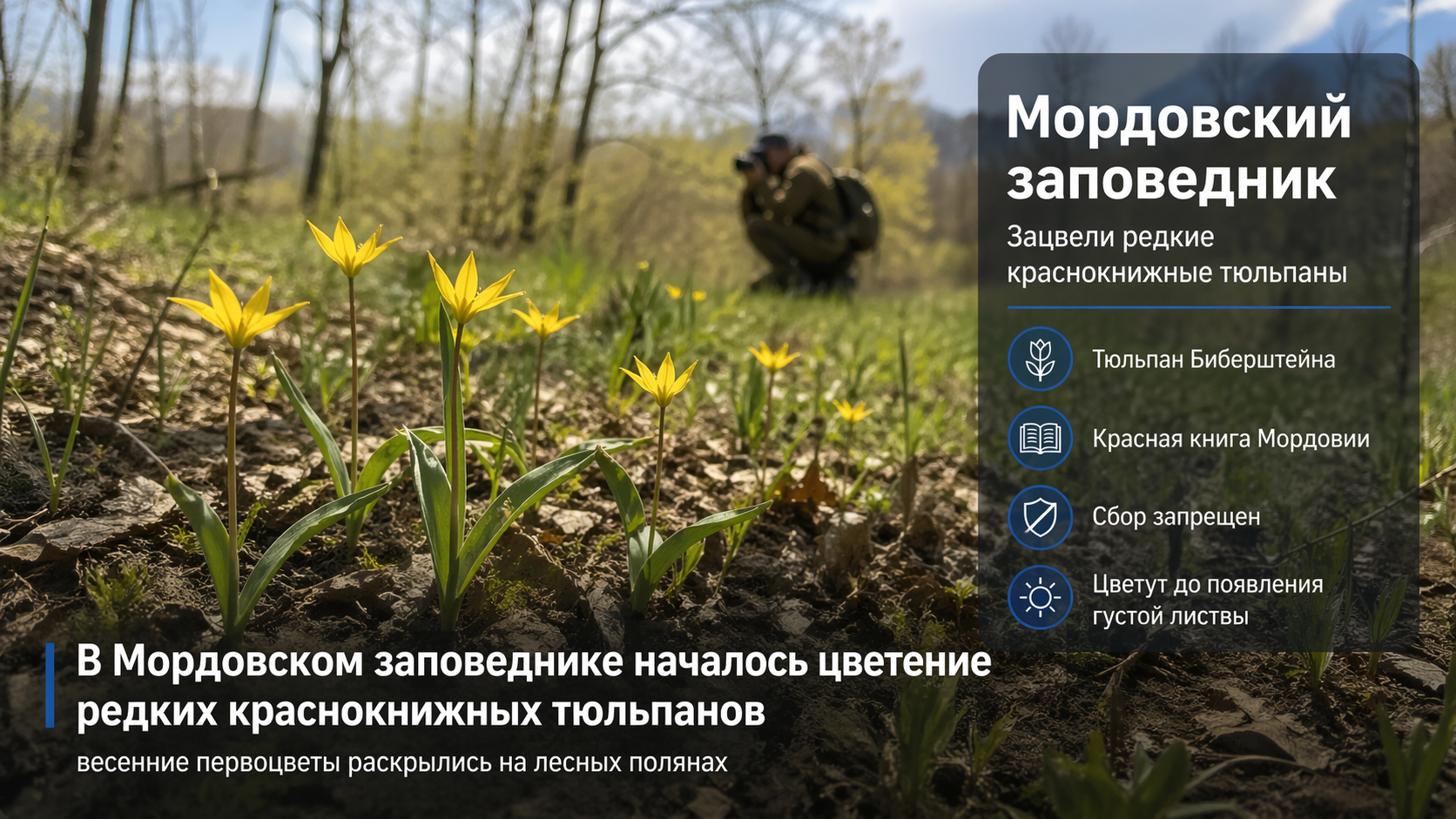 В Мордовском заповеднике началось цветение редких краснокнижных тюльпанов