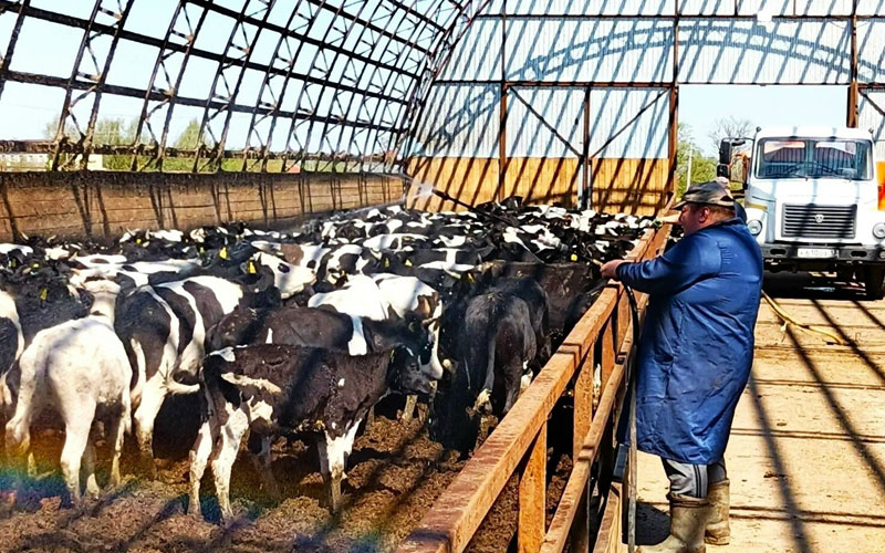 В Мордовии ветеринарные службы начали масштабную обработку домашнего скота от опасных насекомых