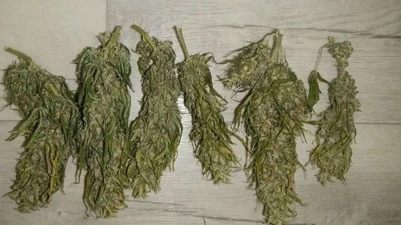 В Саранске вынесли приговор мужчине за организацию домашней наркофермы